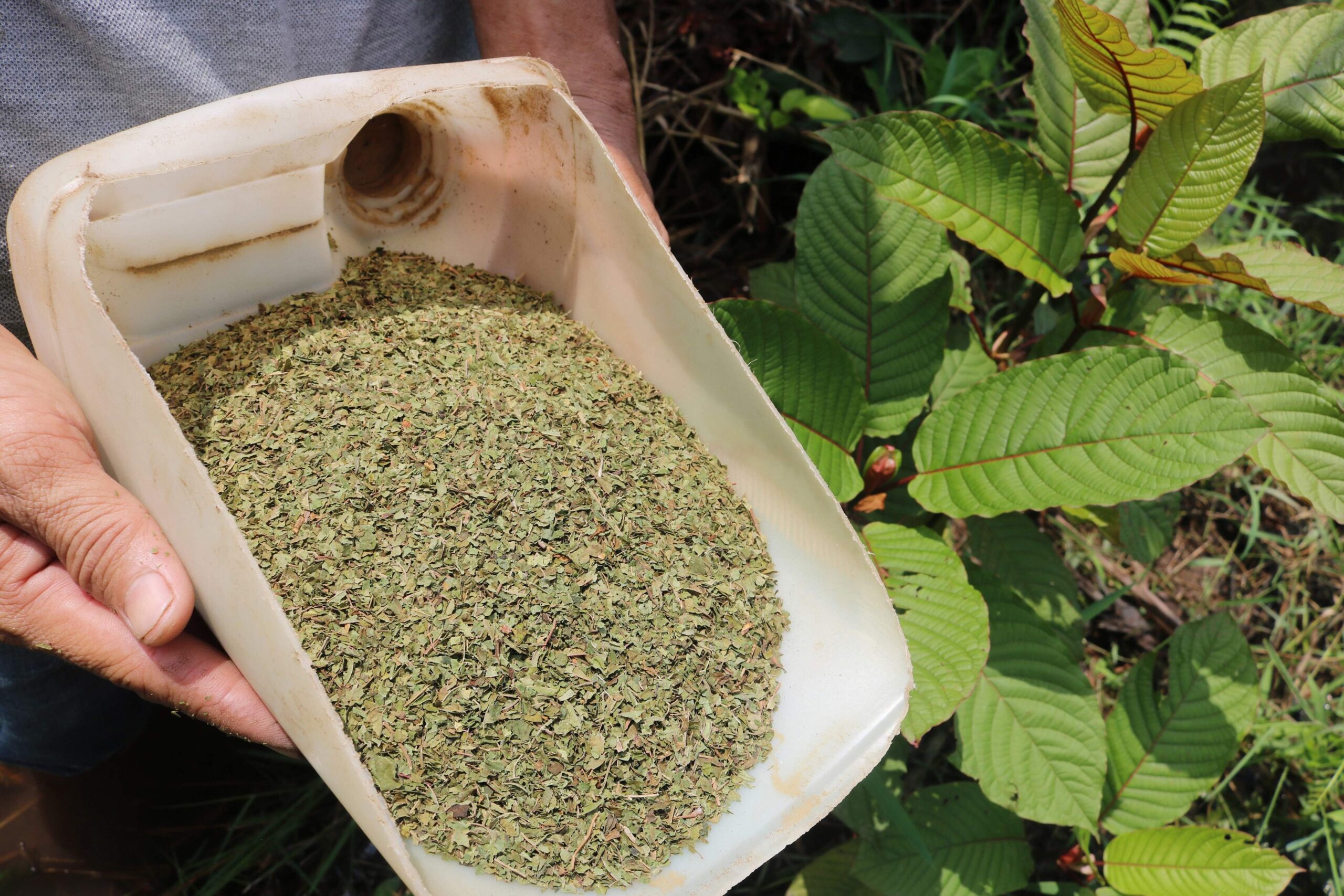 Kratom – Facts and Extracts